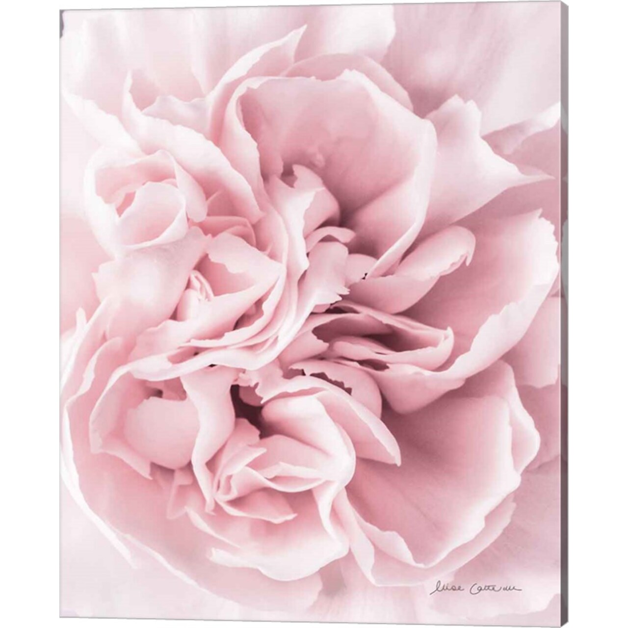 Pink Carnation Crop by Elise Catterall 16" x 20" Canvas Wall Art